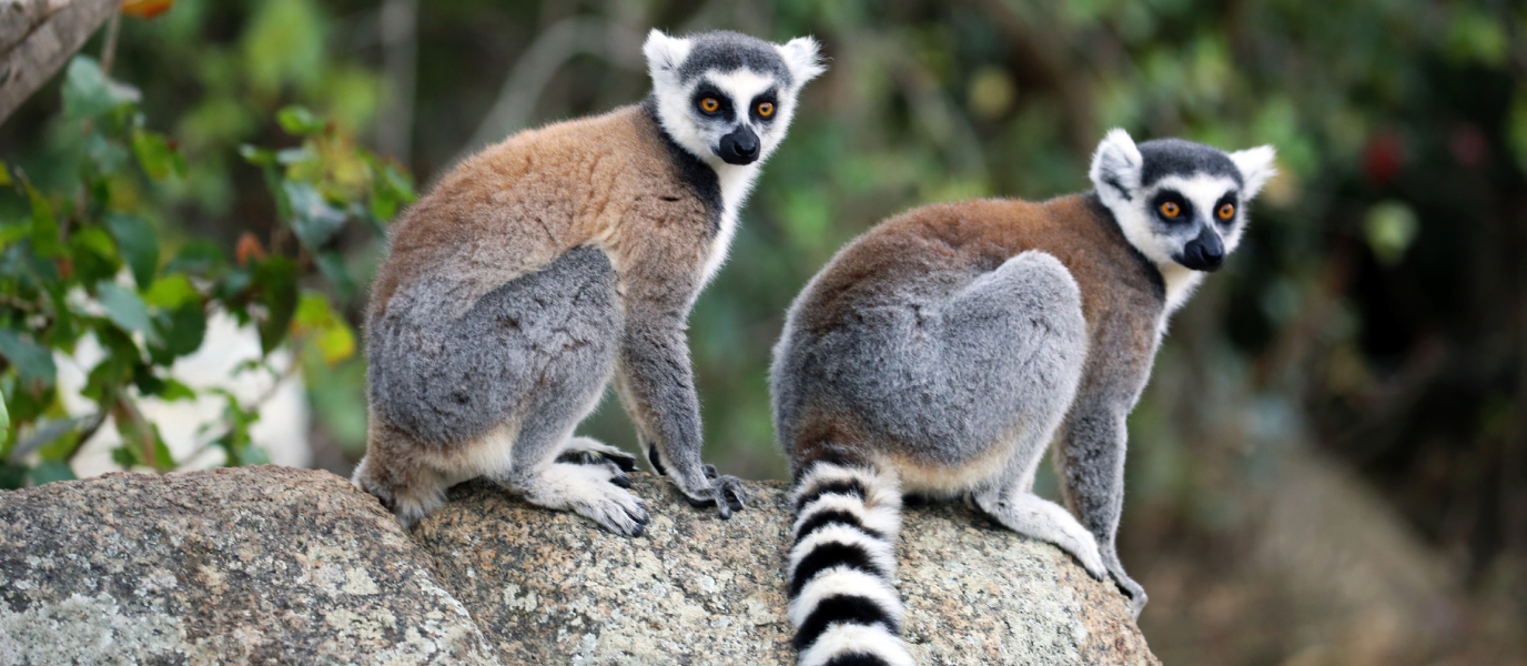 Bioparc, conocer la fauna africana sin salir de Valencia