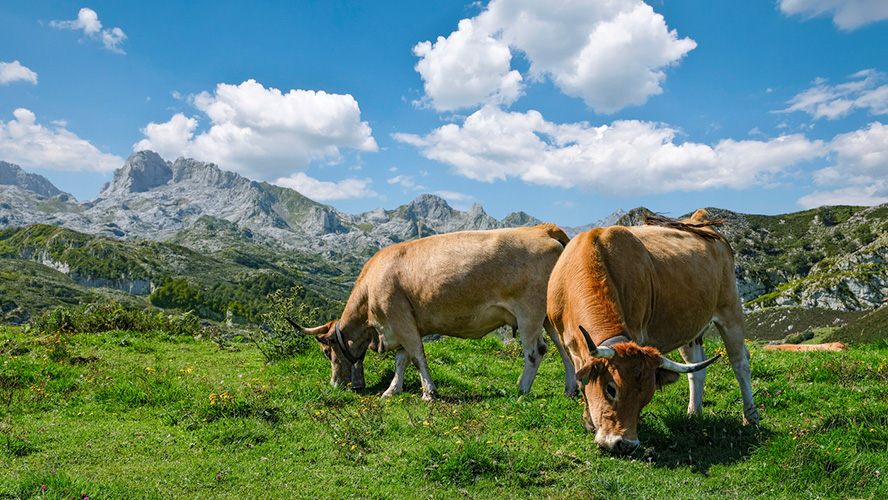 Picos de Europa