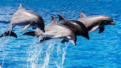 Oceanarium Explorer, the excitement of the sea in Fuerteventura