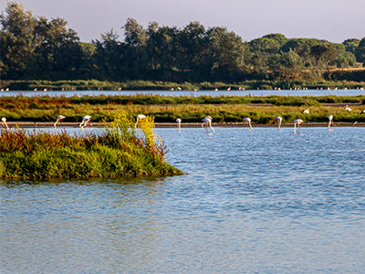 flamencos en doñana