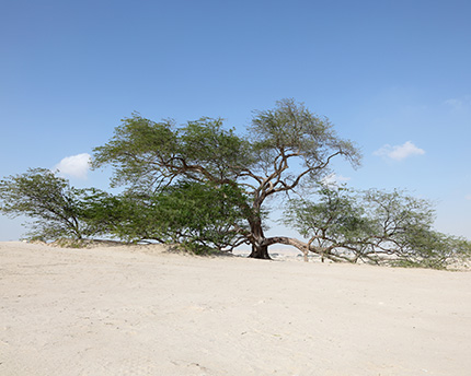 Árbol de la vida en Bahrein, un superviviente de más de 400 años