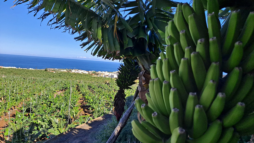 Finca Museo del plátano