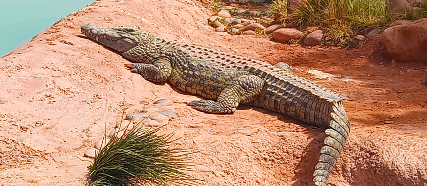 Crocoparc Agadir, un sorprendente parque de cocodrilos