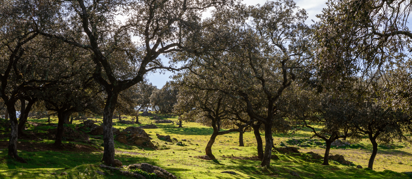 Dehesa de la Villa, un parque boscoso y con vistas