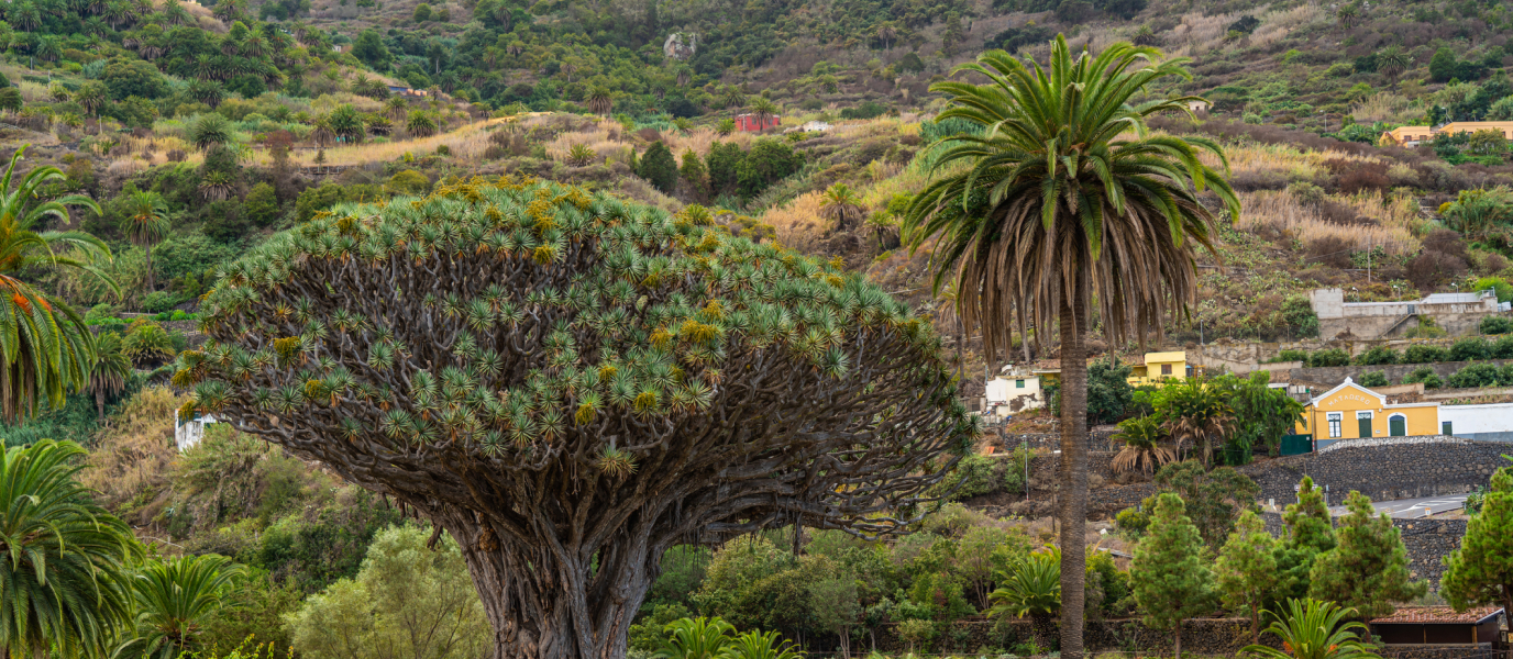 Vuelta al mundo en el Jardín Botánico del Puerto de la Cruz