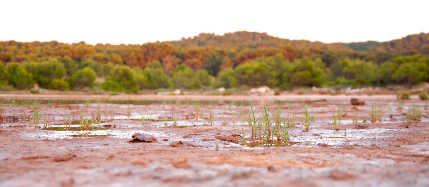 La Albufera, el gran humedal de Mallorca