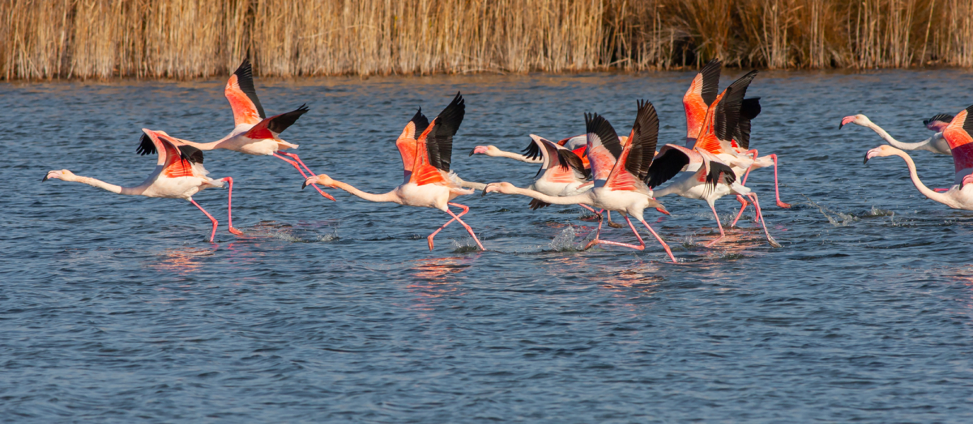 Laguna de Fuente de Piedra, hogar de los flamencos y muchas otras aves