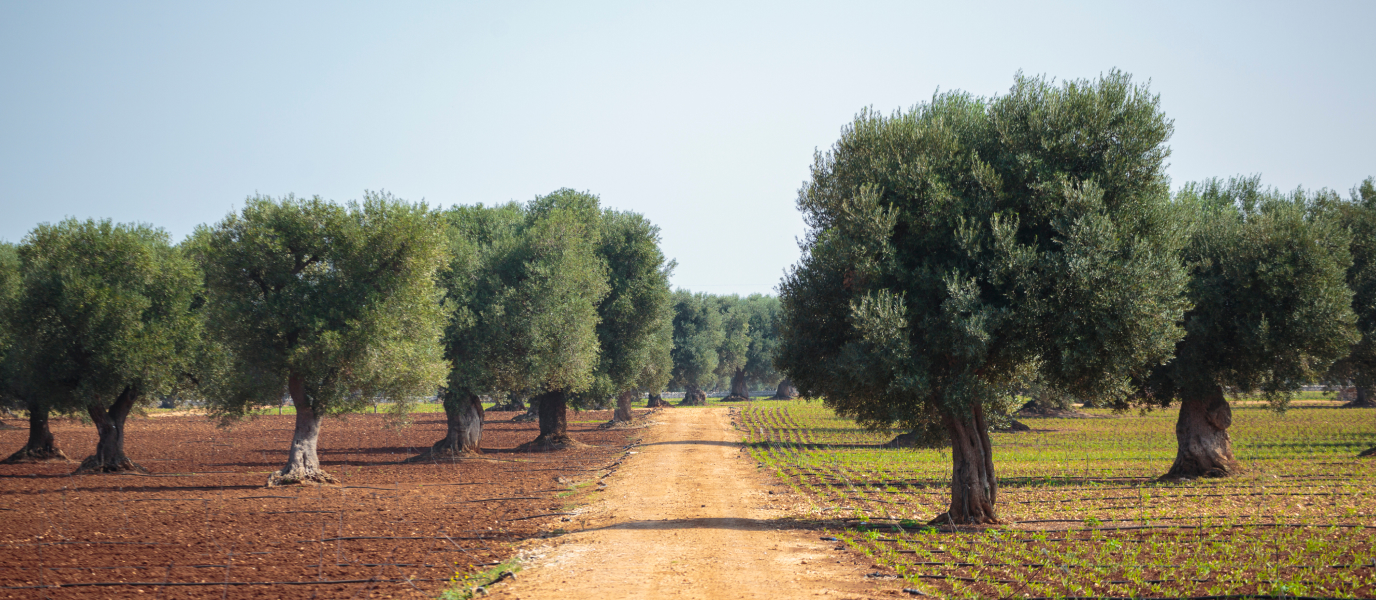 El Llano de la Perdiz va a ser tu próxima escapada al campo