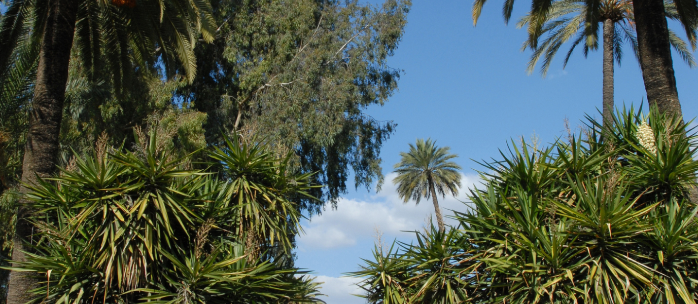 Murillo Gardens: Seville's regionalist park