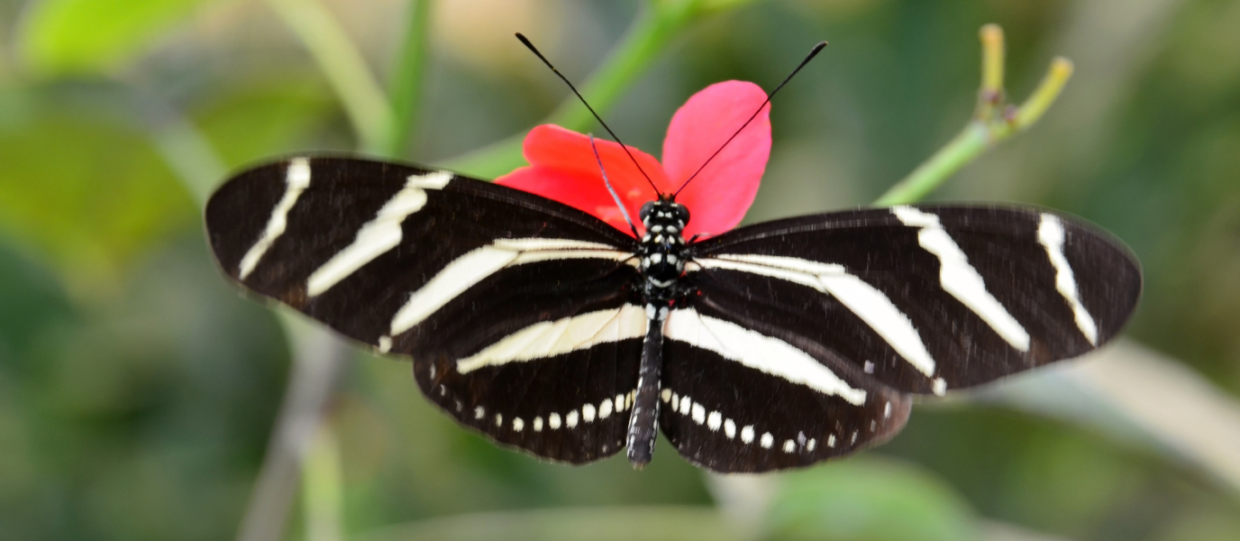 El Mariposario del Drago o el Edén en miniatura