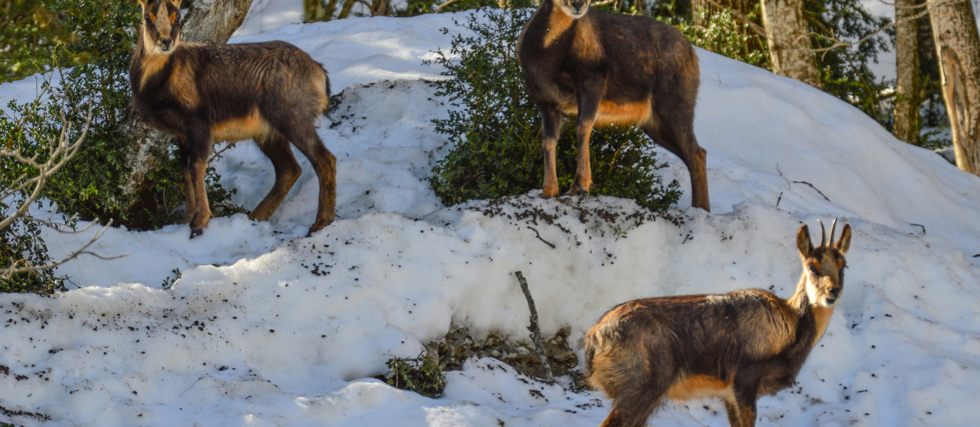 Parque Faunístico de Lacuniacha: el santuario animal de los Pirineos