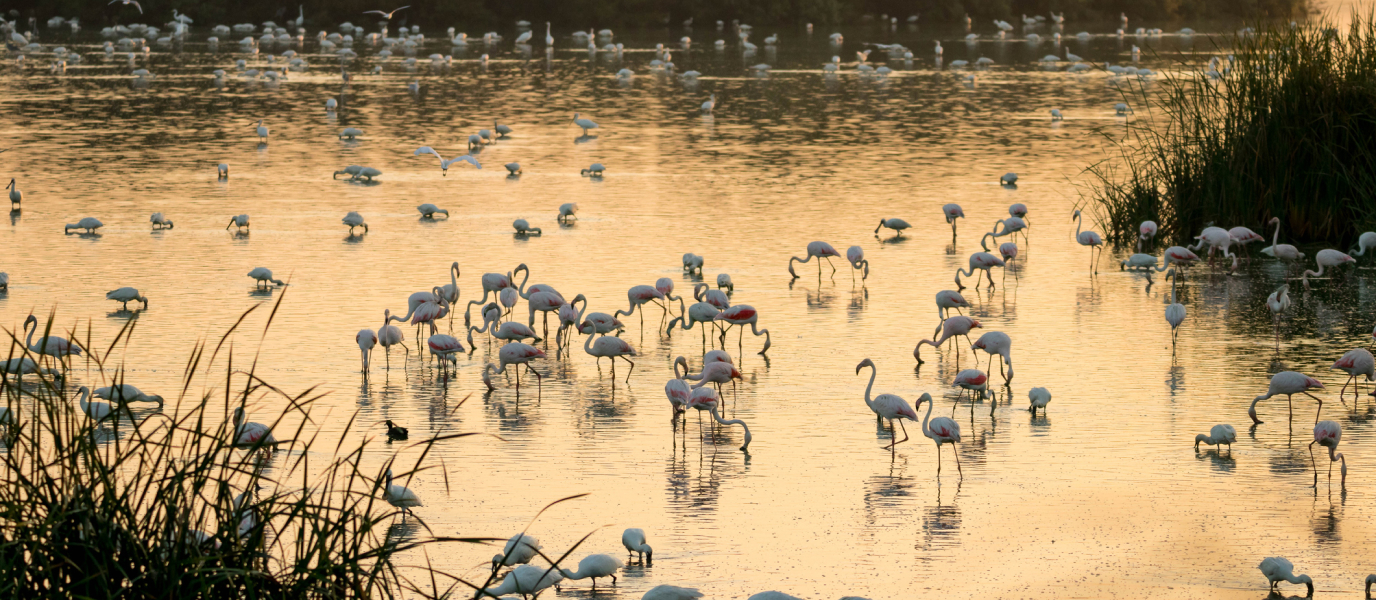 Doñana National Park, a mosaic of history, nature and tradition