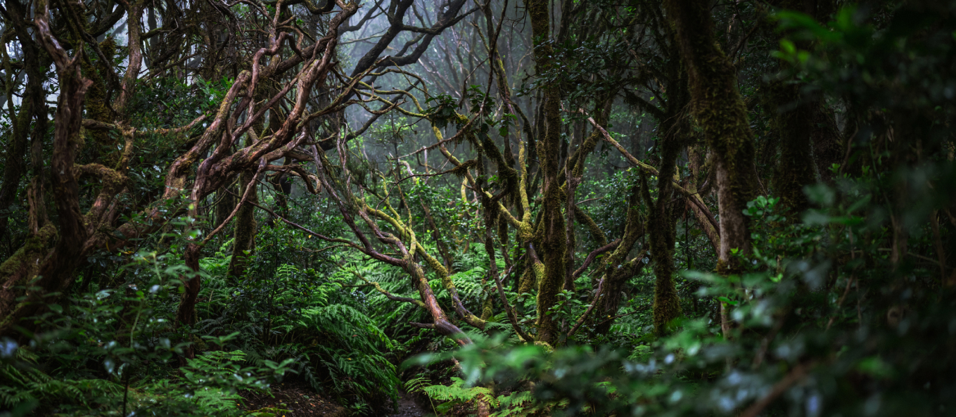 El Parque Rural de Anaga, un hechizo de la naturaleza