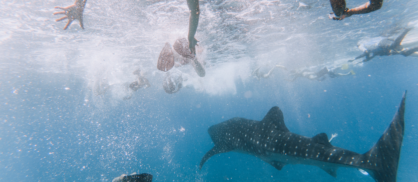 Tiburones en Maldivas, el gran atractivo bajo el agua