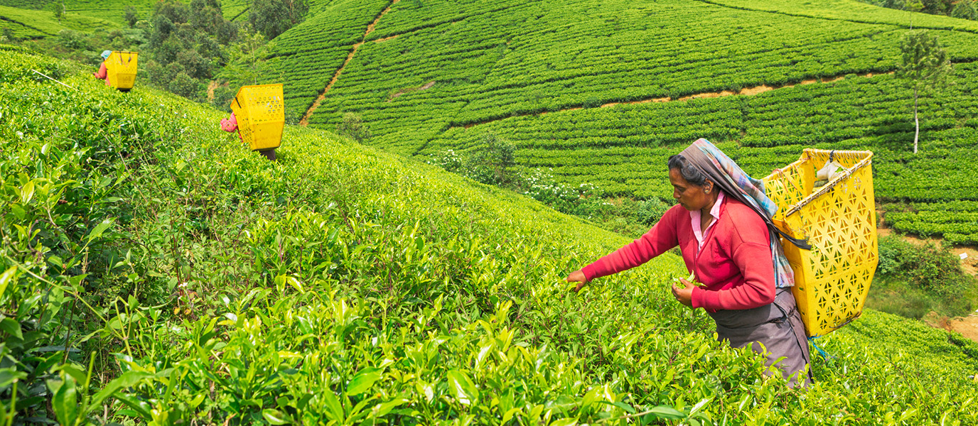 Sri Lanka, el reino de las plantaciones de té