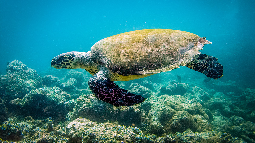 Buceo en Cabo Verde