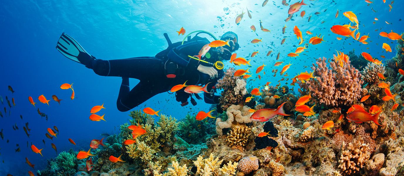 Diving in Cape Verde: a fascinating world of reefs and volcanic ...