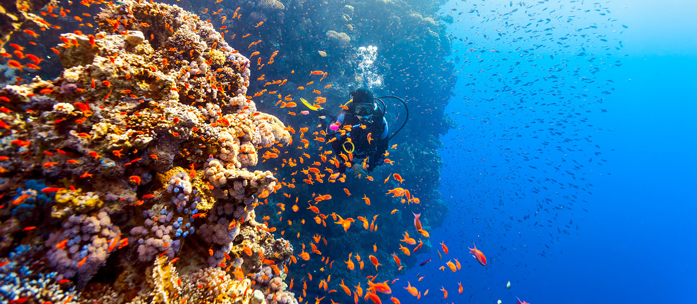 Buceo en el Mar Rojo: un paraíso sumergido entre corales y naufragios históricos