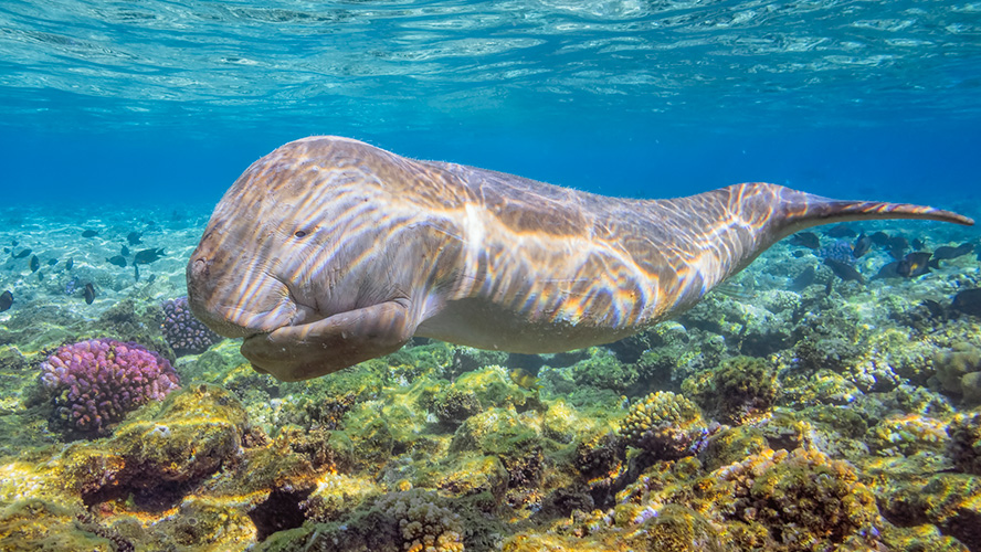 Marsa Alam