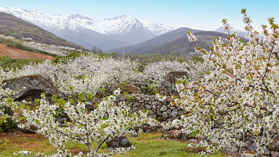 Valle del Jerte