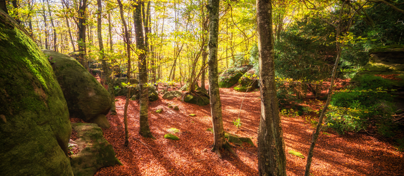 Fageda d’en Jordà, un impresionante hayedo surgido de la lava