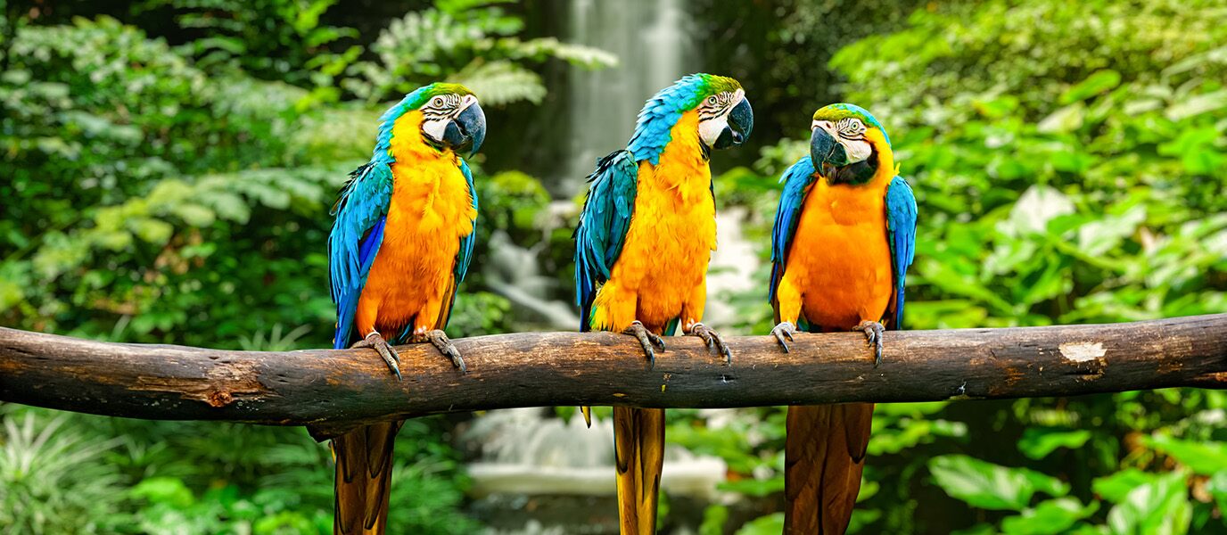 Loro Parque, an environmentally-friendly tropical zoo