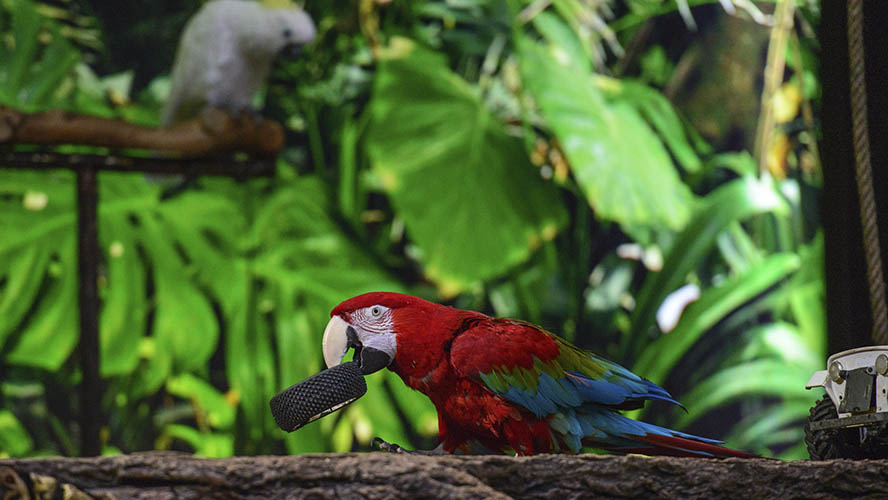 Loro Parque Loros