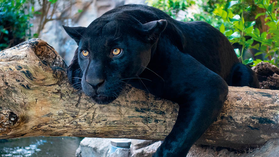 Loro Parque pantera