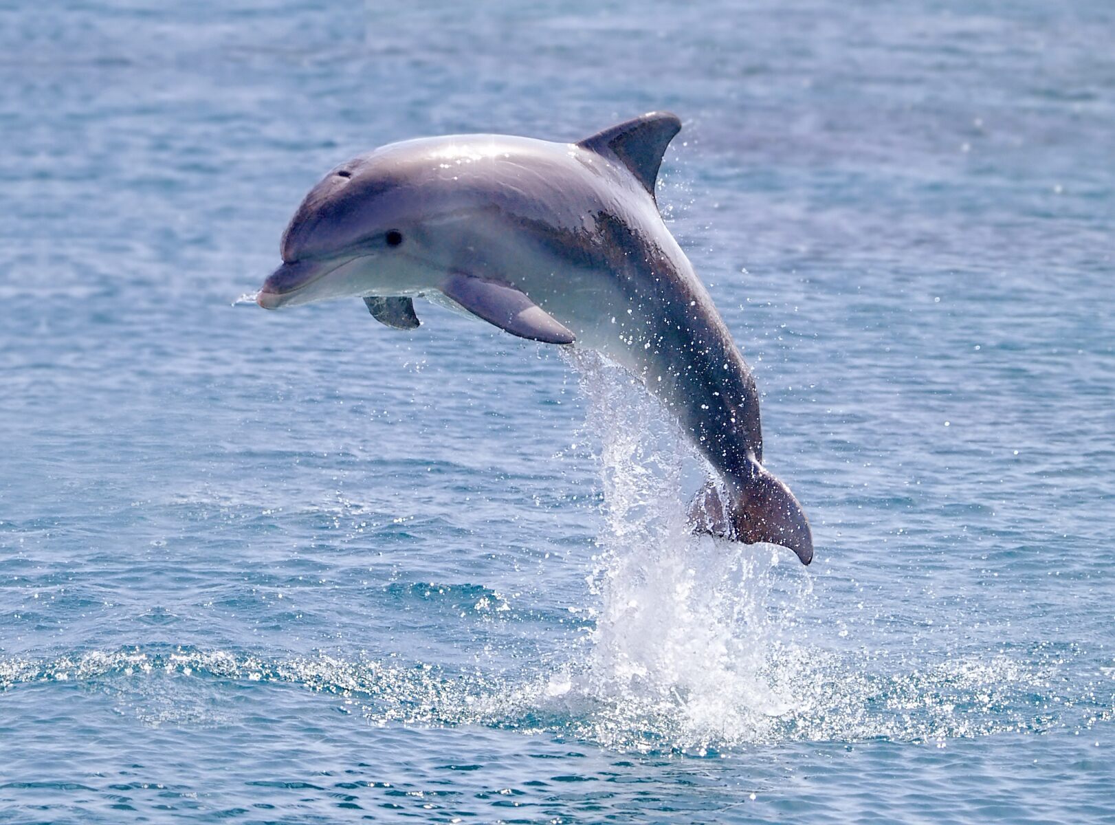 Cetacean sighting