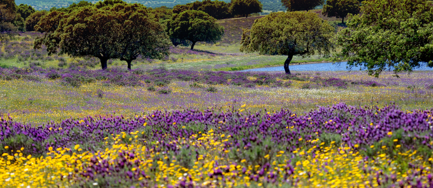 What to see in the walled city of Badajoz