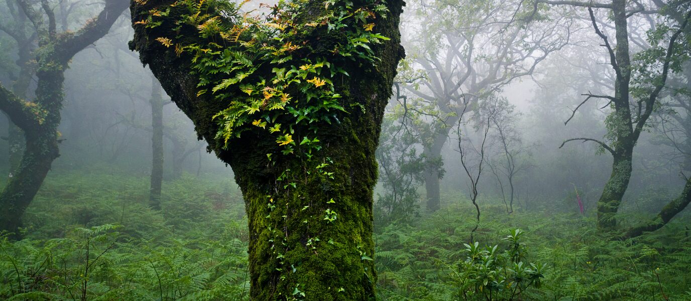 El Bosque de Niebla: la última selva mediterránea está en Cádiz