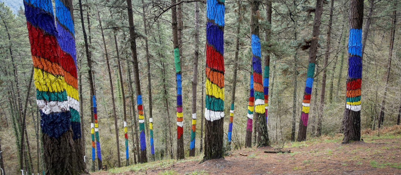 Der Wald von Oma, eine Farbexplosion inmitten der Natur