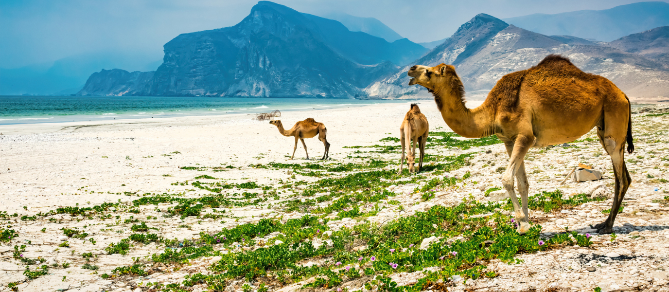 Travel tips for Oman, the most unknown country on the Arabian Peninsula