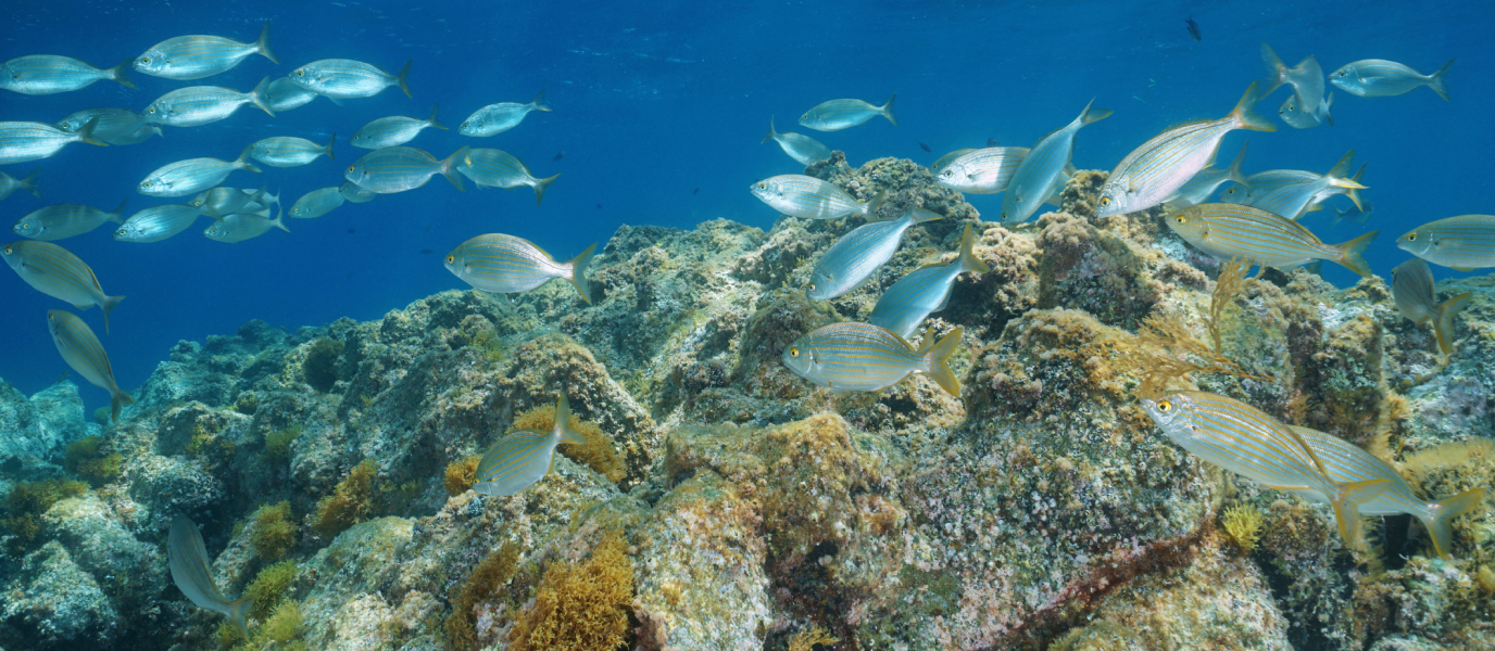 Bucear en Almería, el reino oculto de la posidonia oceánica