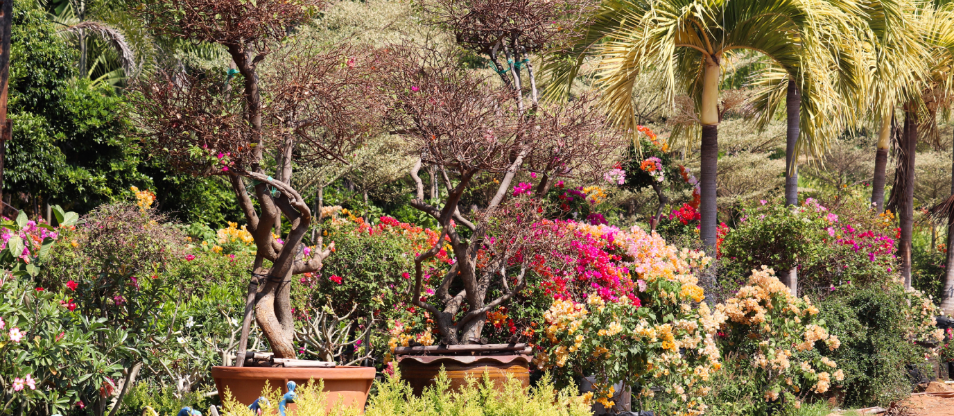 Jardines de la Tamarita, un oasis en el corazón de la ciudad