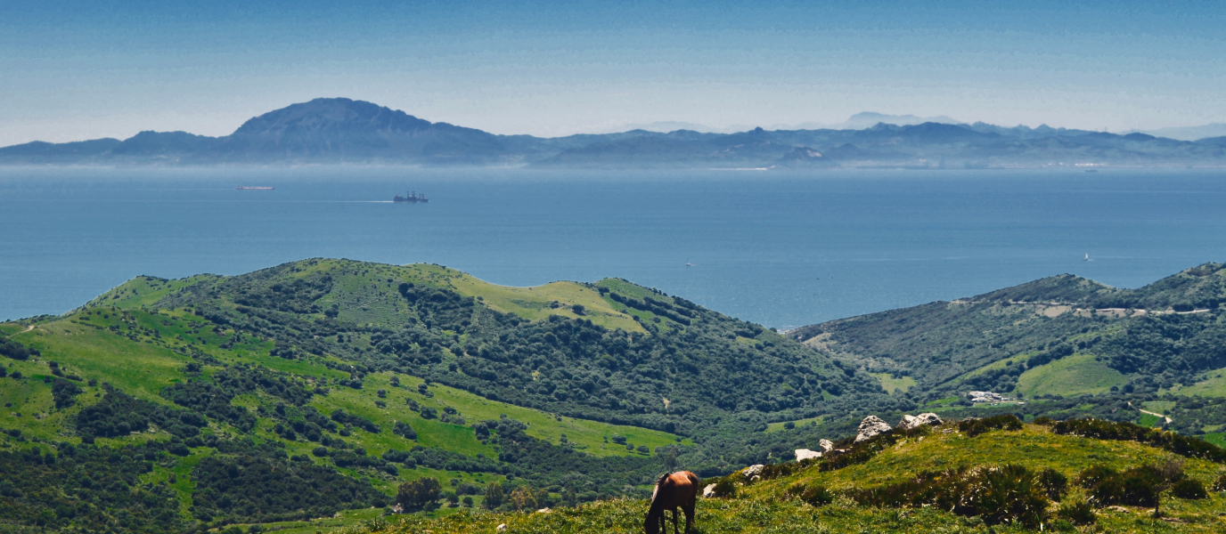 El Estrecho Natural Park: birds, cetaceans and other treasures