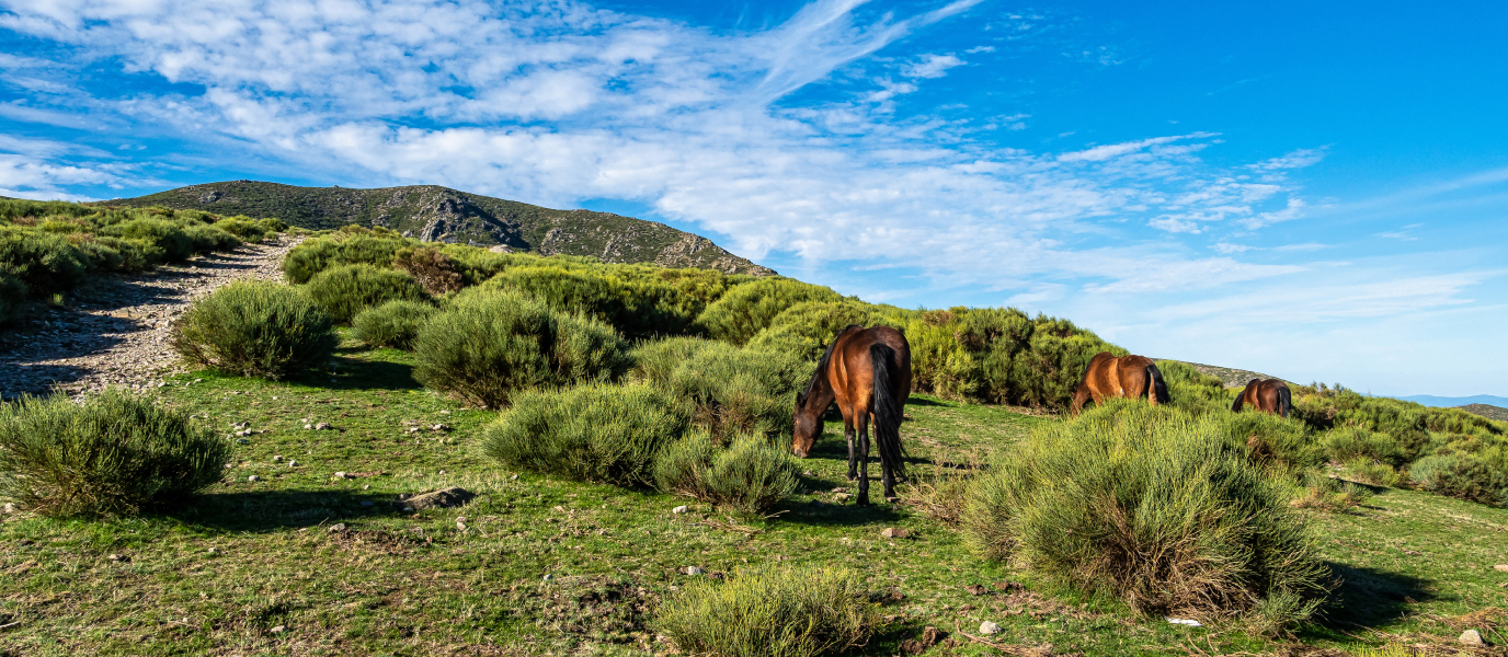 Valle del Ambroz: forests and charming villages