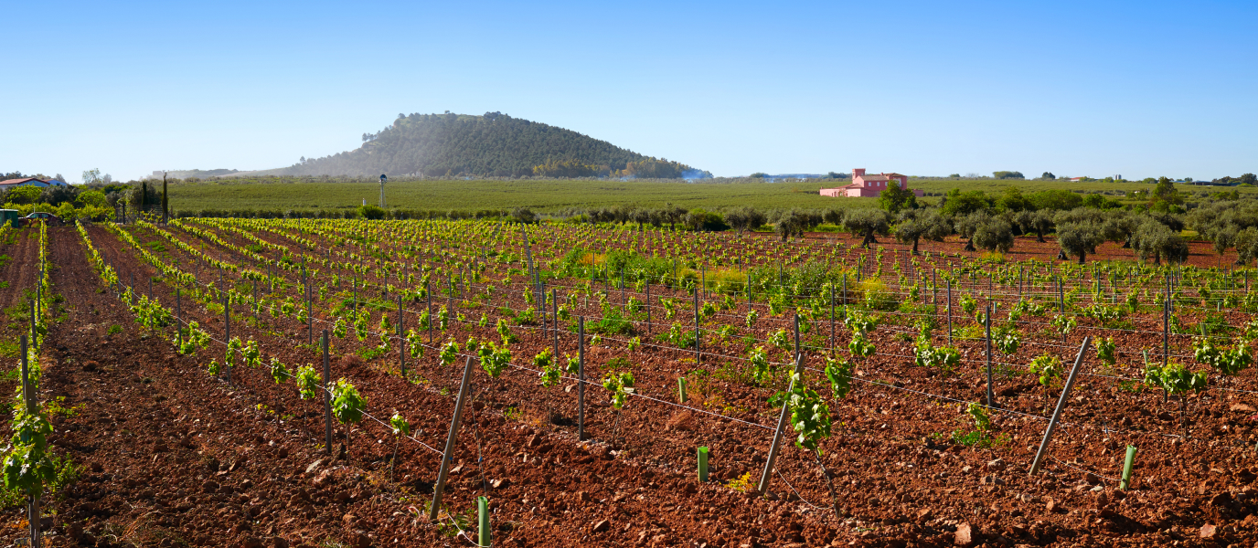 Discovering the wines of Extremadura