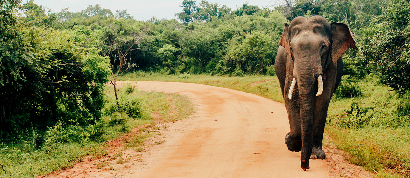 Parque nacional de Yala: en busca de leopardos en el gran safari de Sri Lanka