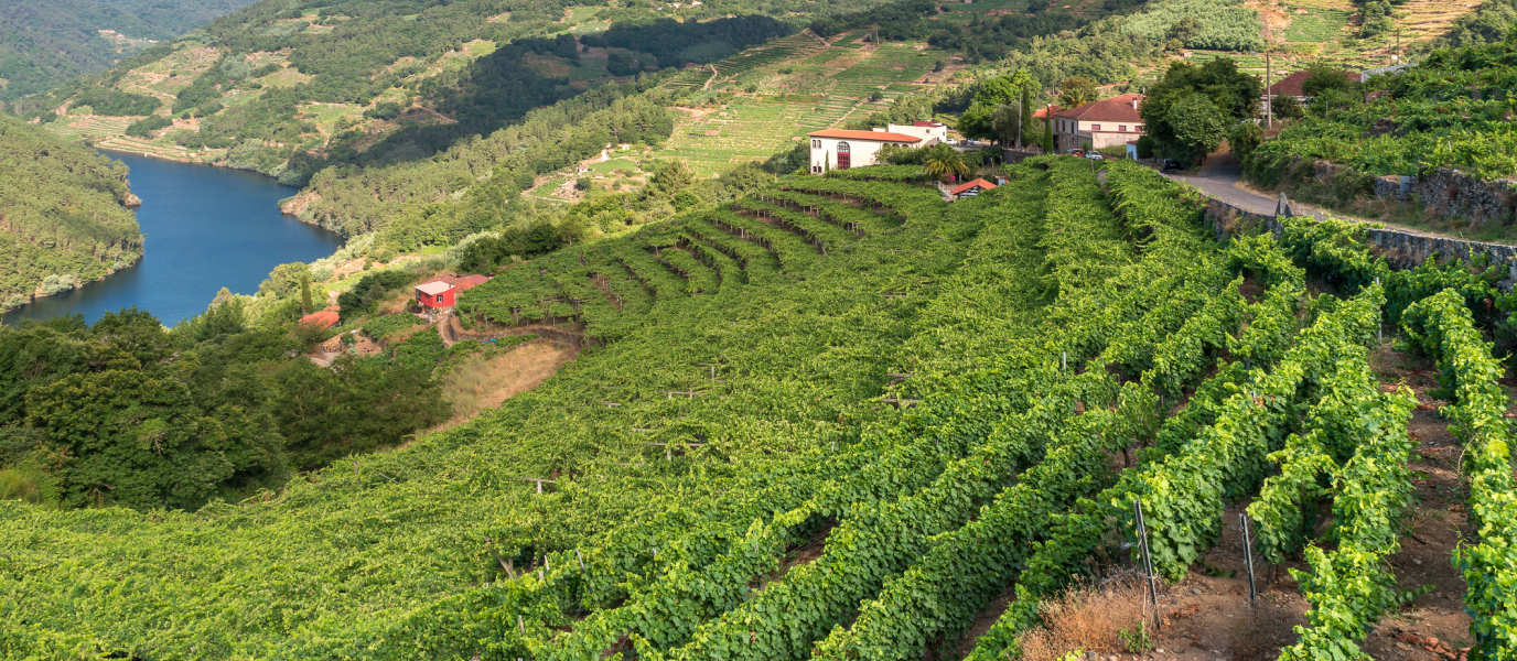 Things to see in the Ribeira Sacra, a prodigious human adaptation to the environment